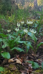 (c) Eric Austin, some rights reserved (CC BY) Erythronium californicum, photograph (c) Eric Austin, some rights reserved (CC BY)