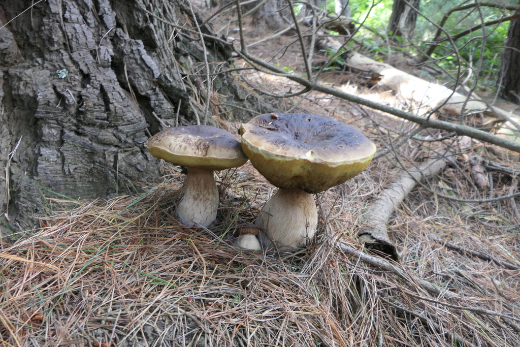 Boletus edulis · March 2026 · photo: © derek_onley (iNaturalist, cc-by-nc)