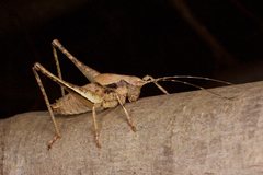 Neduba