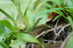 Anolis roquet