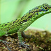 Anolis roquet summus - Photo (c) Olivier Lacan, some rights reserved (CC BY-NC), uploaded by Olivier Lacan