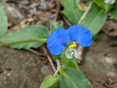 Commelina ensifolia