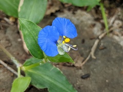 Commelina ensifolia