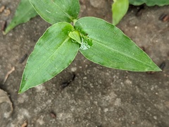Commelina ensifolia
