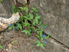 Commelina ensifolia