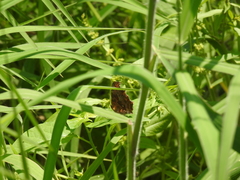 Polygonia c-aureum lunulata