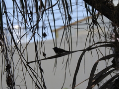 Hypothymis azurea oberholseri