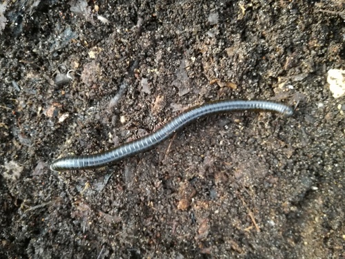 Vinaceous Pachyiulus