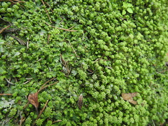 Marchantia emarginata