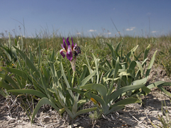 Iris scariosa