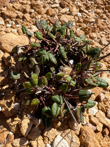Ione buckwheat (Eriogonum apricum)