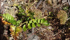 Gingidia montana