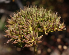 Gingidia montana