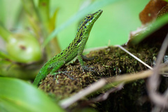Savannah Anole photo 4
