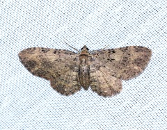 Pseudocollix hyperythra