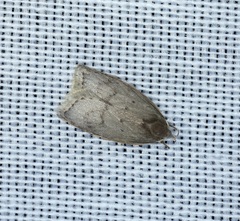 Scythropiodes