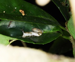 Prismosticta microprisma