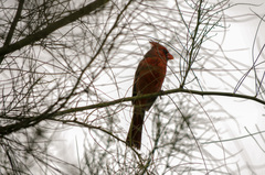 Cardinalis sinuatus