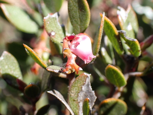 ione manzanita (Arctostaphylos myrtifolia)