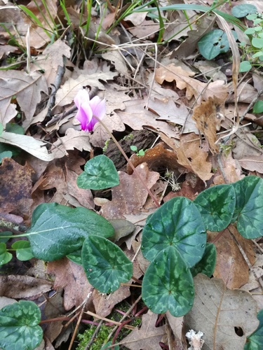 Ciclamino primaverile
