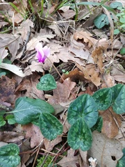 Cyclamen repandum