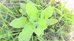 Helichrysum foetidum