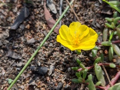 Portulaca australis