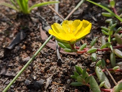 Portulaca australis