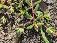 Portulaca australis