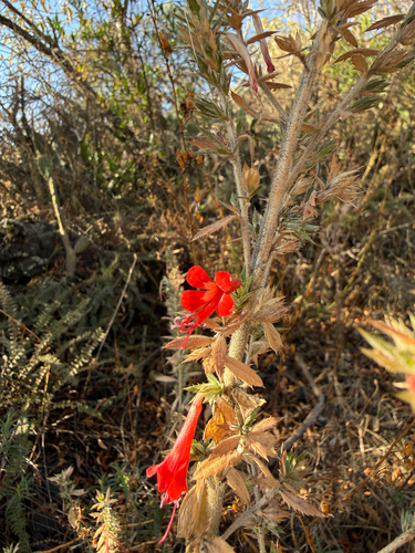 Mexican False Calico (Loeselia mexicana)