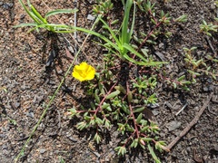 Portulaca australis