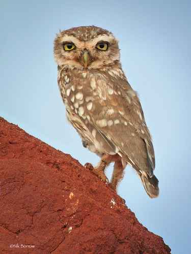 Athene noctua somaliensis
