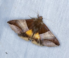 Bastilla fulvotaenia