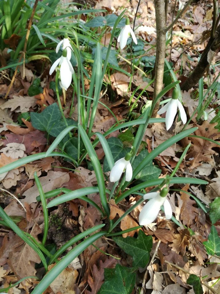 Common snowdrop