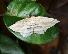 Calletaera dentata