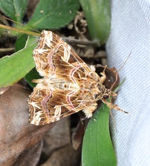 Callopistria exotica