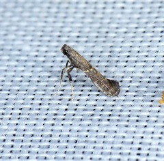 Caloptilia teucra
