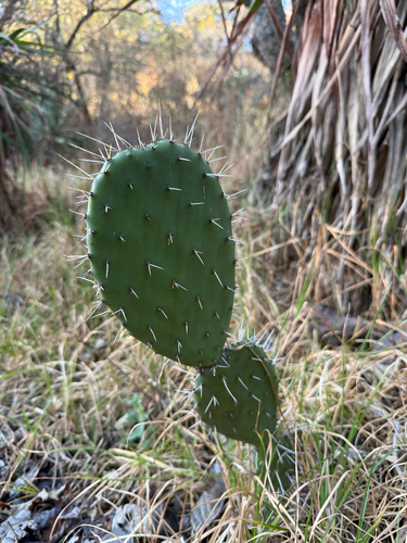 Red Prickly Pear (Opuntia lasiacantha)