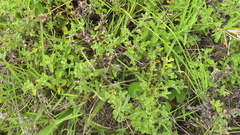 Helichrysum odoratissimum