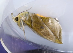 Eudocima hypermnestra