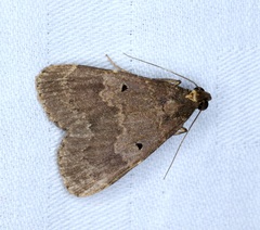 Hydrillodes nilgirialis