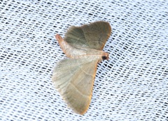 Hypsopygia nonusalis