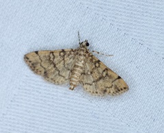 Lamprosema tampiusalis