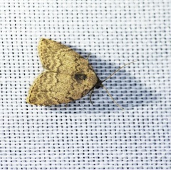 Anachrostis