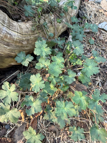 Geranium seemannii, photograph 4