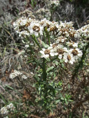 Ixodia achillaeoides