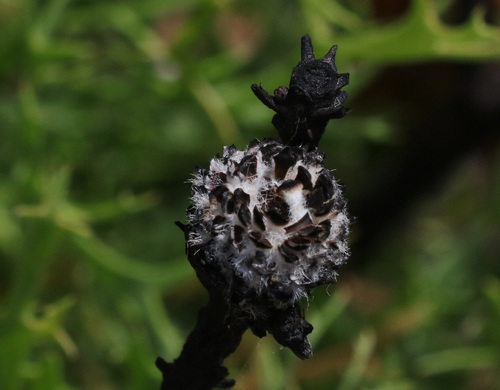 山龍眼科圓錐花屬Isopogon