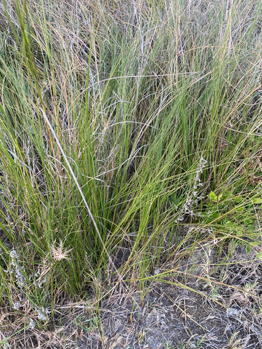 Marsh Hay Cordgrass (Sporobolus pumilus)
