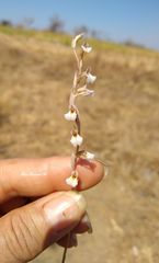 Schiedeella transversalis