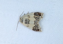 Neoduma kuangtungensis